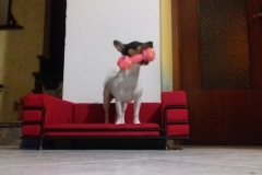IMG-20161223-WA0016